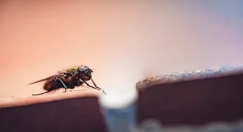 Best Fly Control Tips for a Happy, Healthy Horse