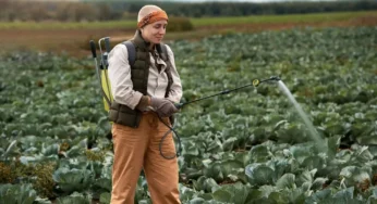 Why Fly Control Matters for Small-Scale Farmers?