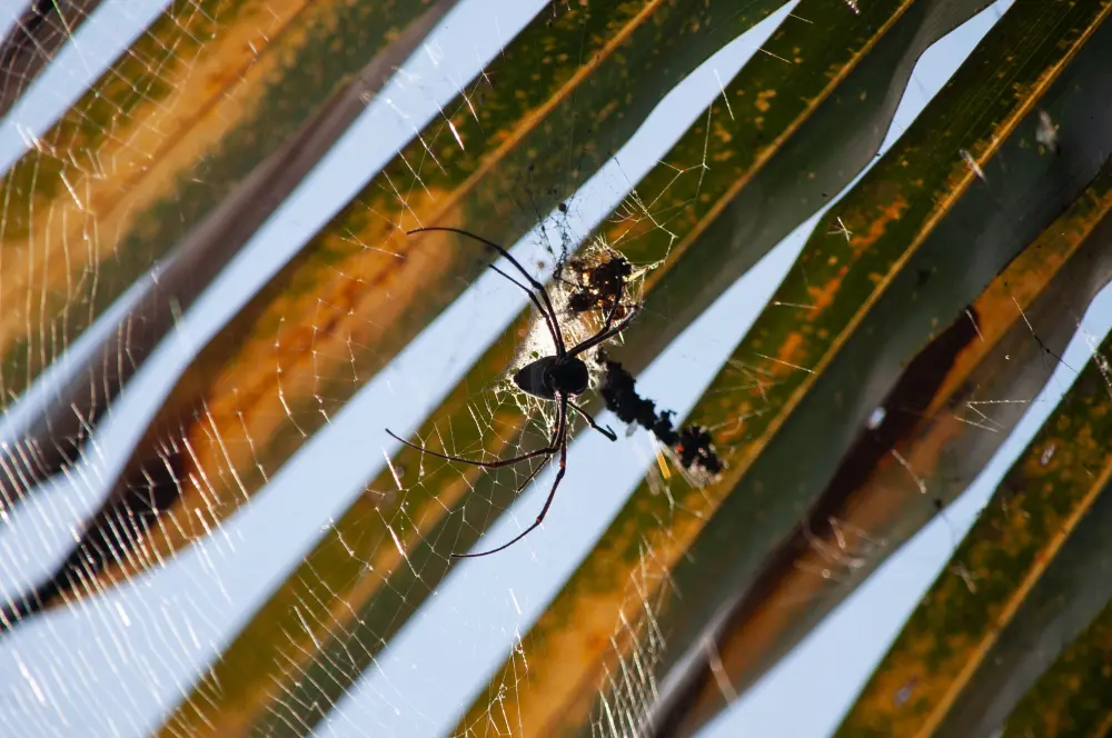 Mosquito Control