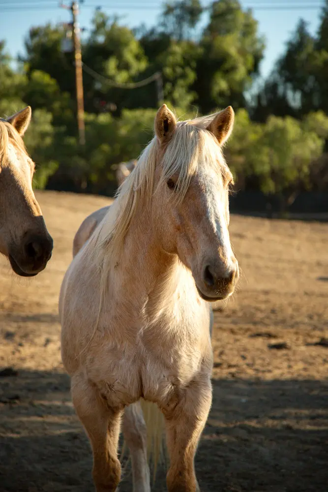 horse